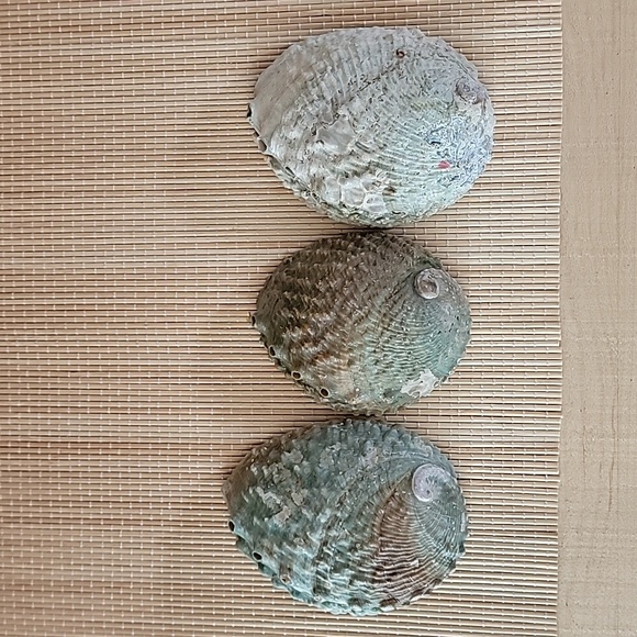 3 Large Abalone Shells - Picture 4 of 4